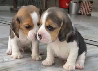 Beagle For Sale In Jaipur
