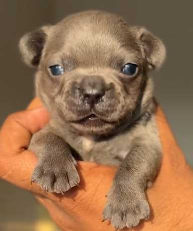 French Bulldog For Sale In Mohali