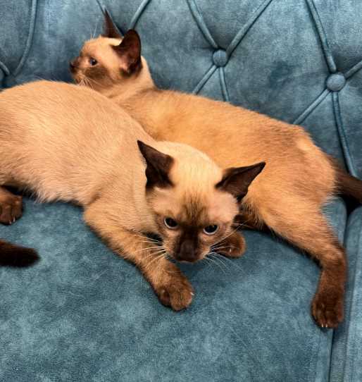 Siamese For Sale In Hyderabad