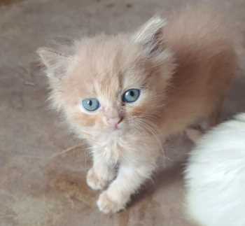 Persian For Sale In Jharsuguda