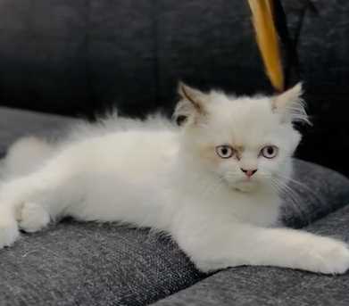 Ragdoll For Sale In Delhi