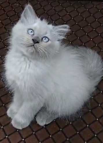 Ragdoll For Sale In Delhi