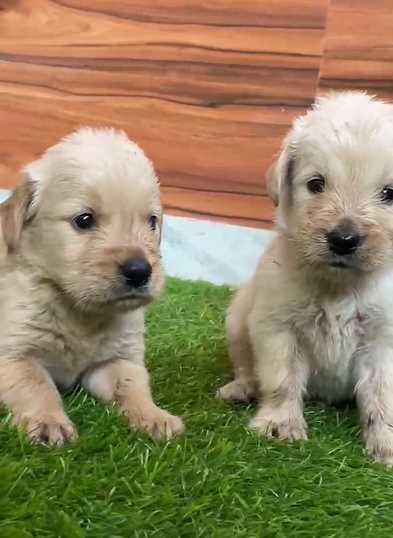 Golden Retriever For Sale In Jaipur