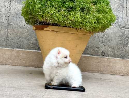 Toy Pom For Sale In Nawanshahr