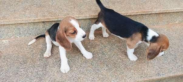 Beagle For Sale In Tiruchirappalli