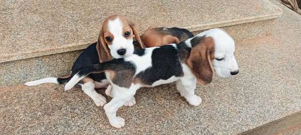 Beagle For Sale In Tiruchirappalli