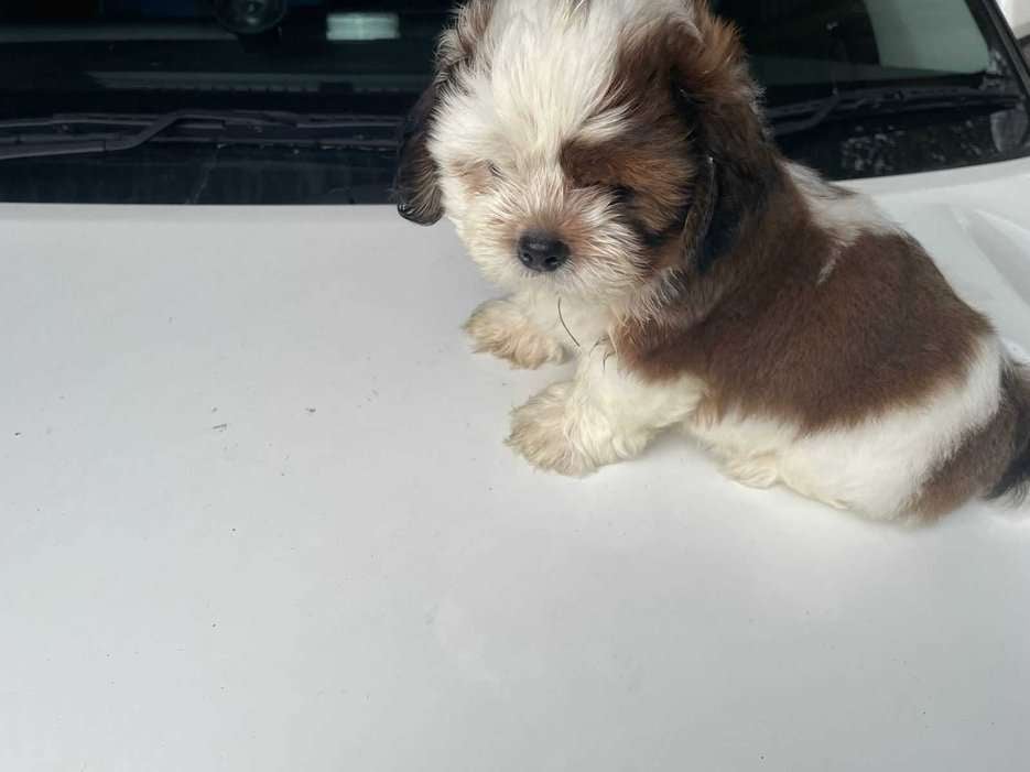 Shih Tzu For Sale In Guwahati