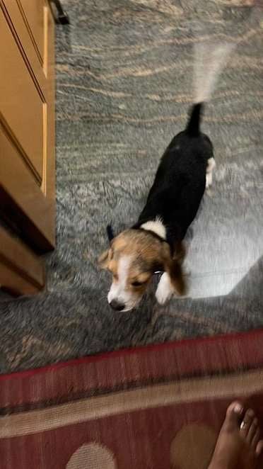 Beagle For Sale In Coimbatore