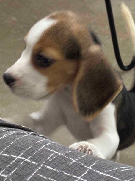 Beagle For Sale In Gurgaon