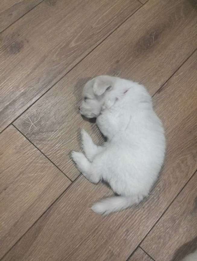 Lhasa Apso For Sale In Chennai