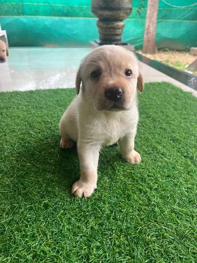 Labrador Retriever For Sale In Kollam