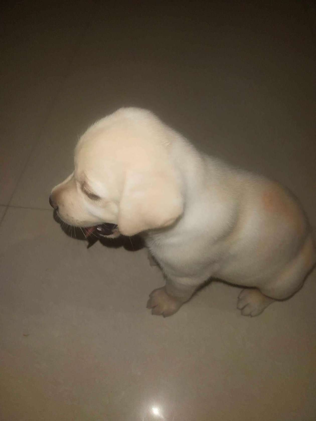 Labrador Retriever For Sale In Gurgaon