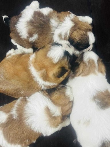 Shih Tzu For Sale In Kottayam