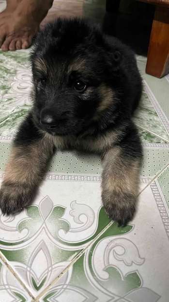 German Shepherd For Sale In Kanchipuram