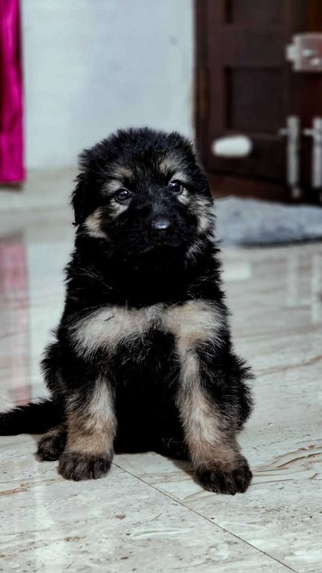 German Shepherd For Sale In Thrissur