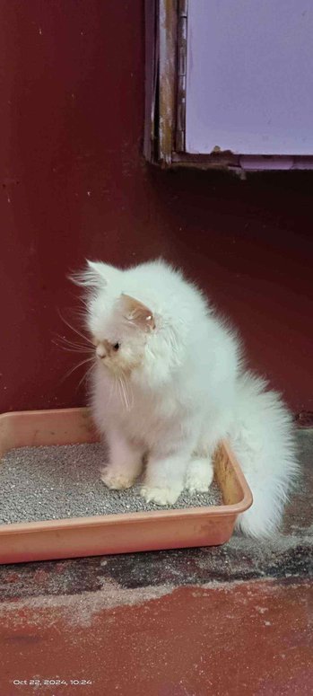 Persian For Sale In Vijayawada