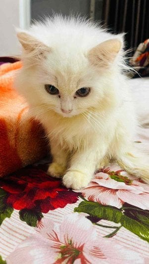 Persian For Sale In Indore