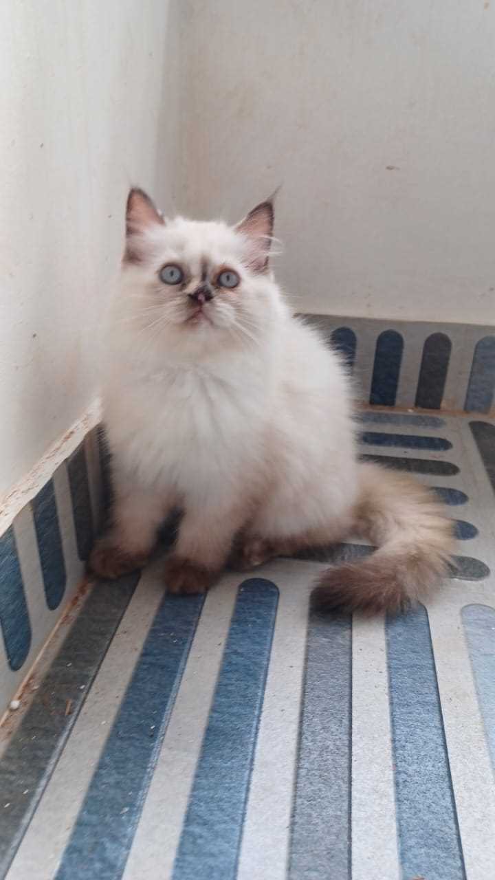 Persian For Sale In Thiruvananthapuram