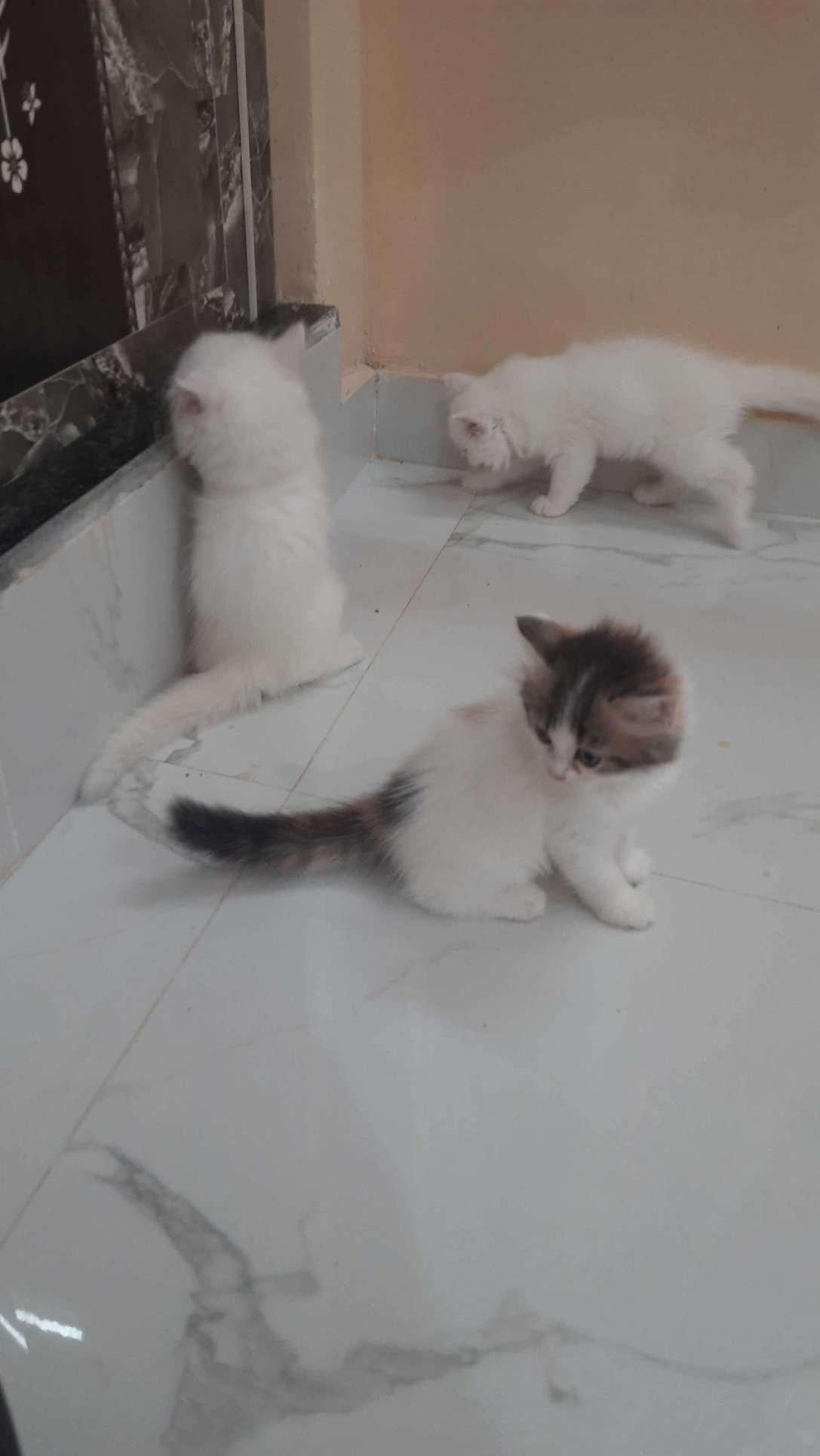 Persian For Sale In Tiruchirappalli