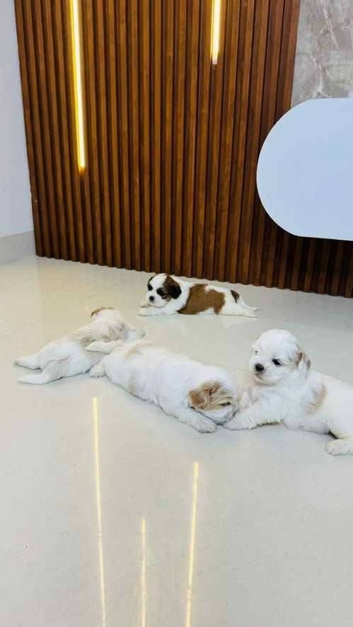 Shih Tzu For Sale In Namakkal