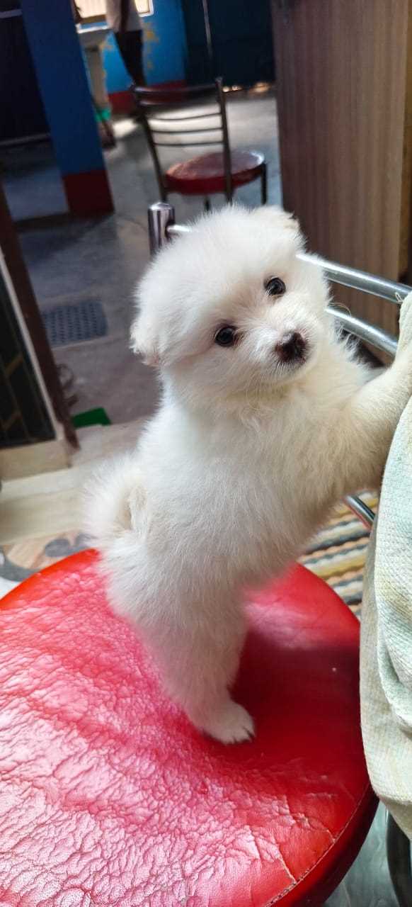 Pomeranian For Sale In Buxar
