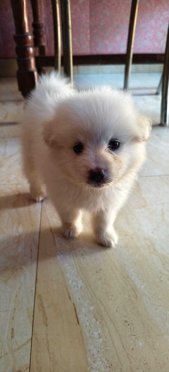 Pomeranian For Sale In Buxar