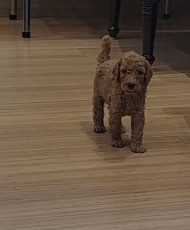 Poodle For Sale In Guwahati