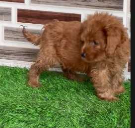Poodle For Sale In Guwahati