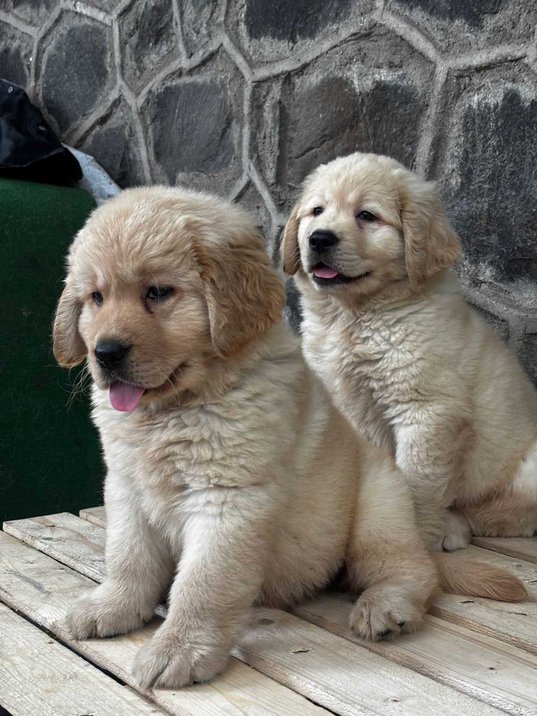 Golden Retriever For Sale In Dehradun