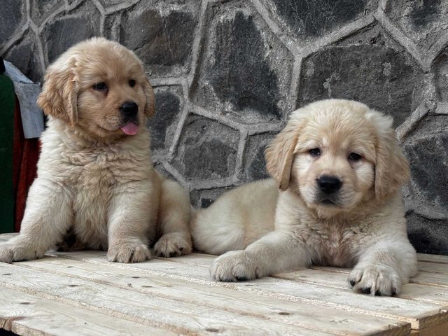 Golden Retriever For Sale In Dehradun