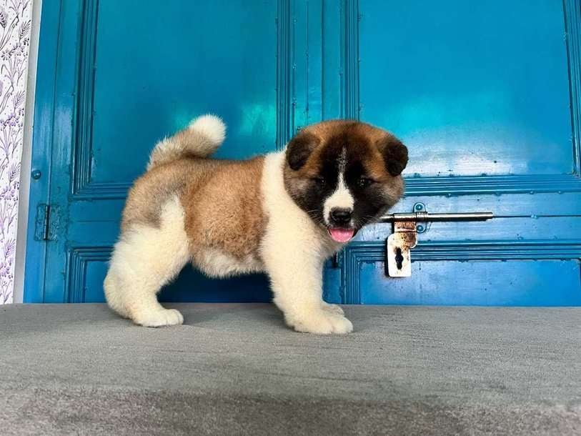 Akita For Sale In Chandigarh