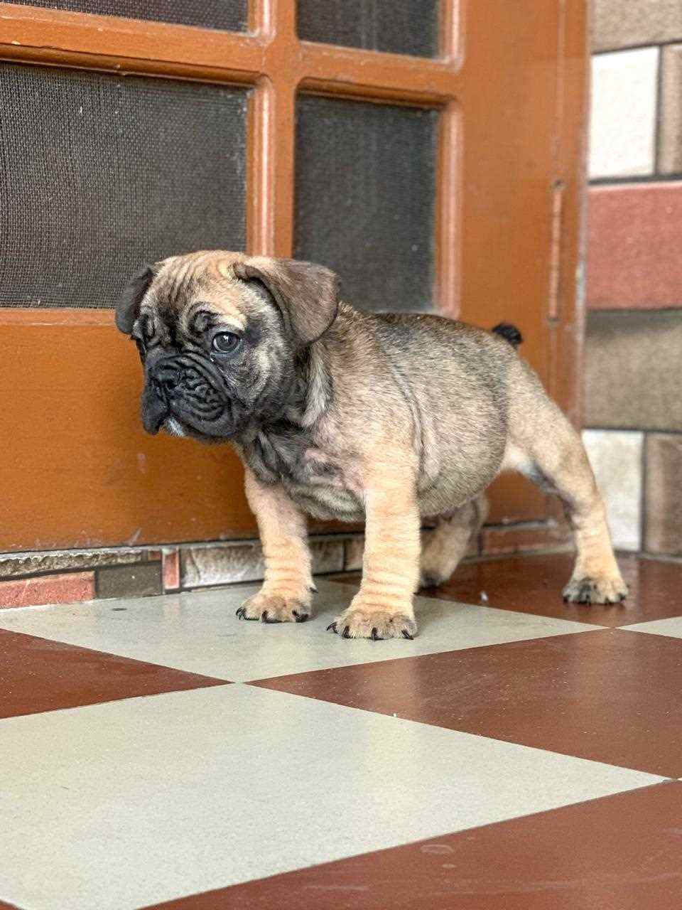 French Bulldog For Sale In Chennai
