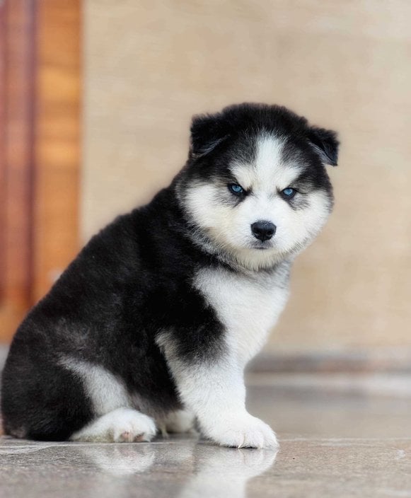 Siberian Husky For Sale In Chandigarh