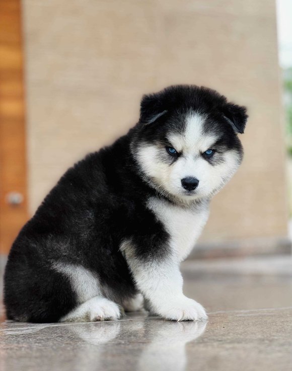 Siberian Husky For Sale In Chandigarh