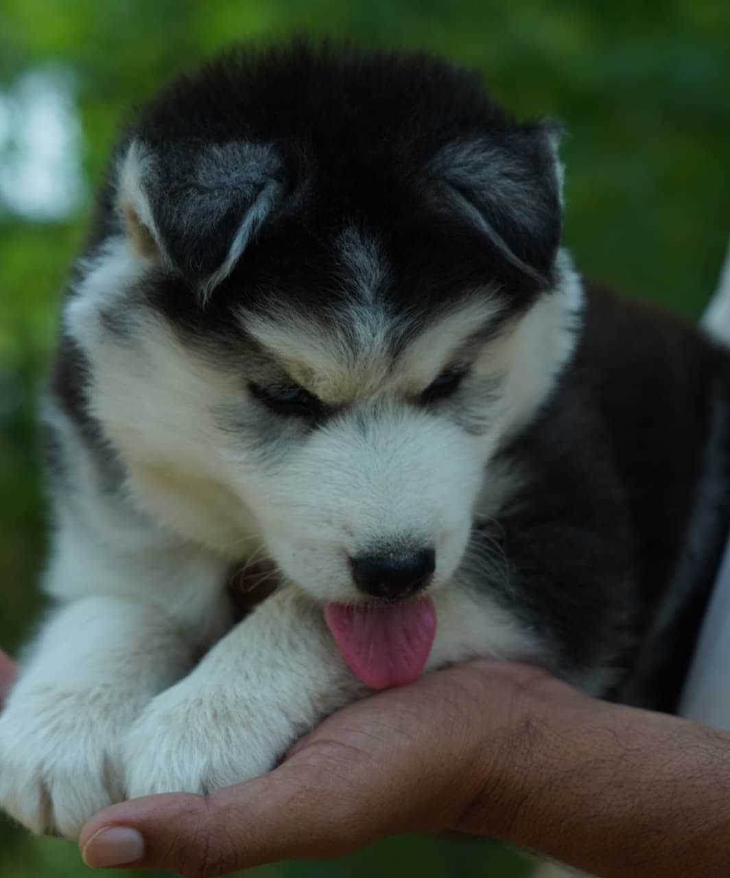 Siberian Husky For Sale In Chandigarh