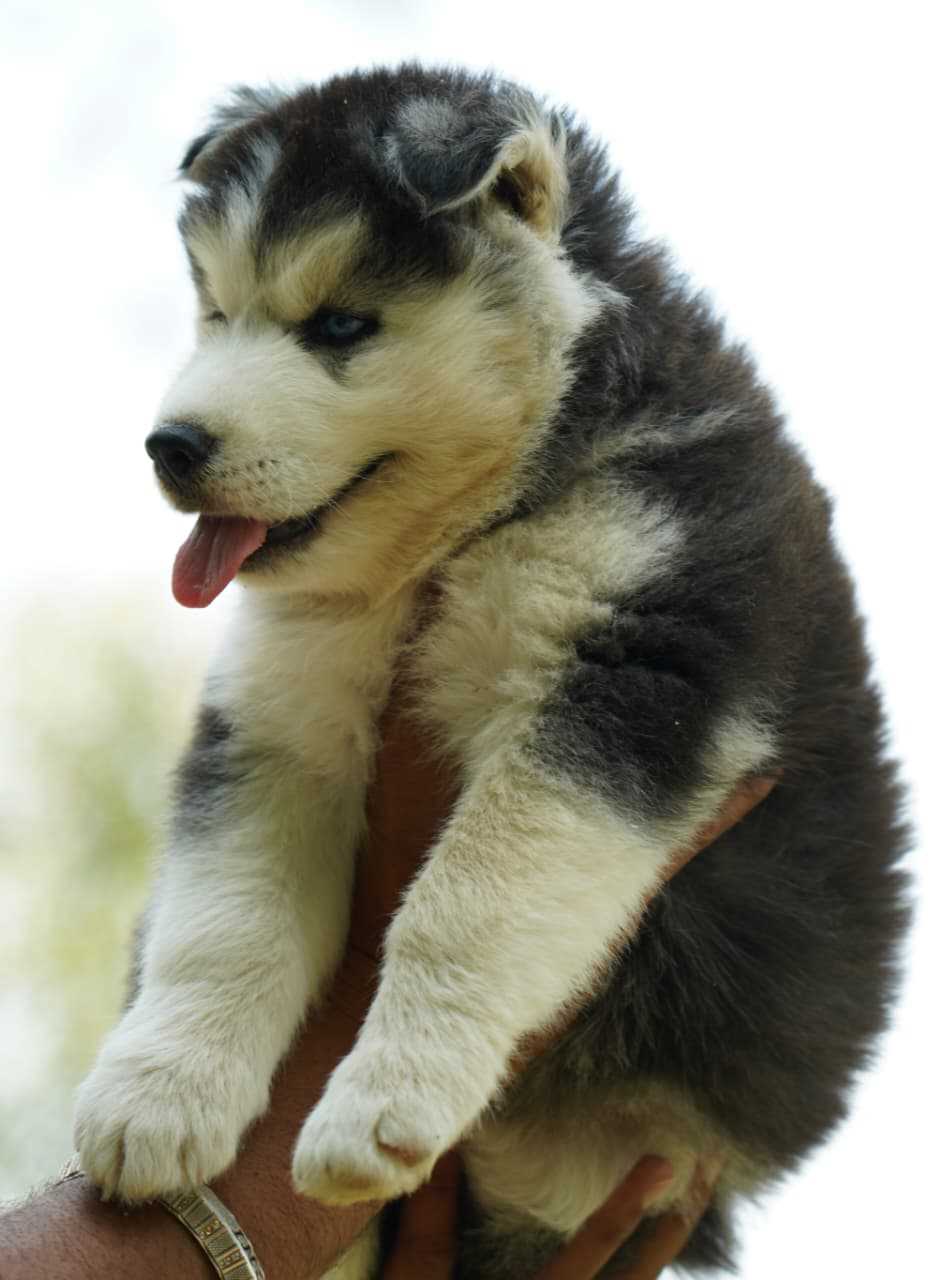 Siberian Husky For Sale In Chandigarh