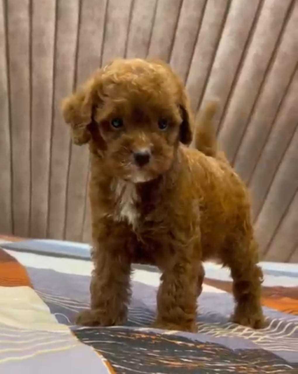 Cavapoo For Sale In Delhi