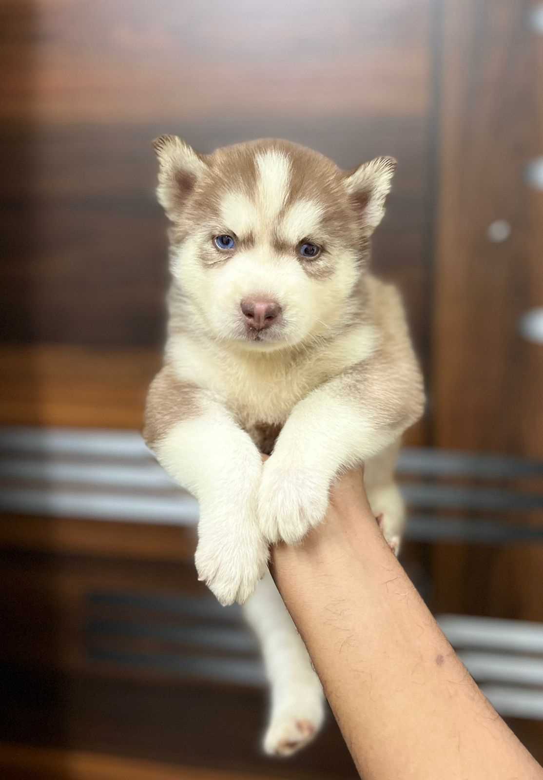 Siberian Husky For Sale In Chandigarh