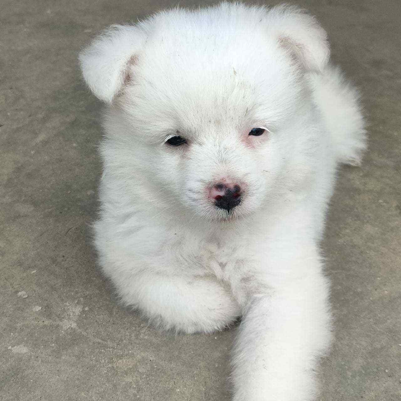 Pomeranian For Sale In Jaipur