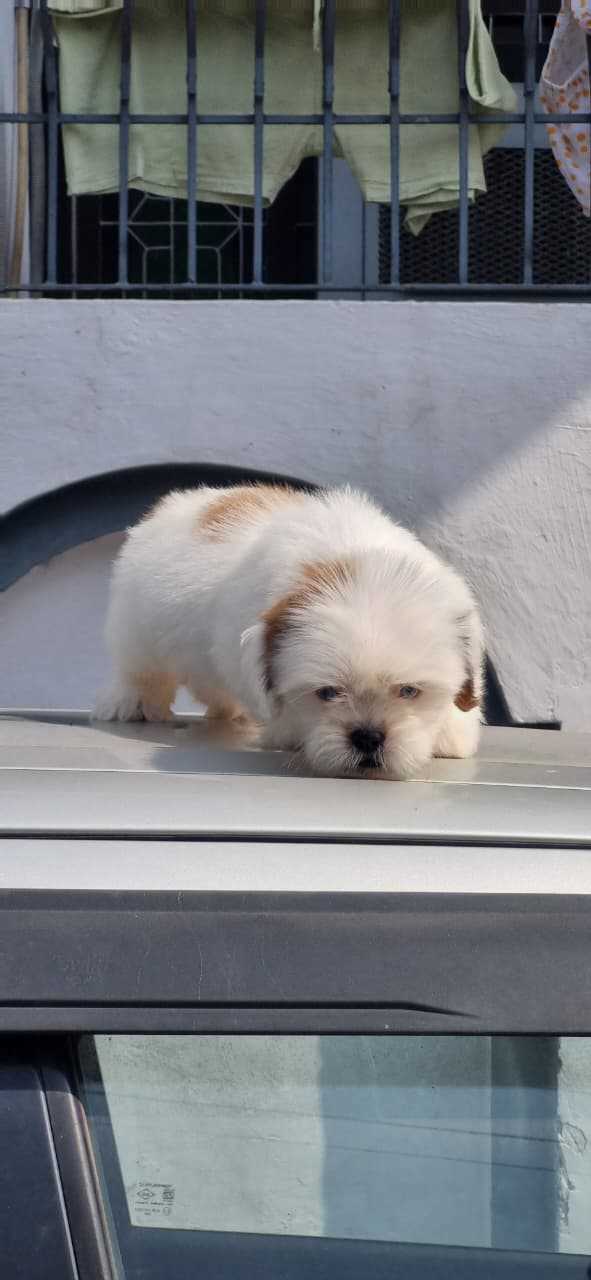 Shih Tzu For Sale In Kanpur