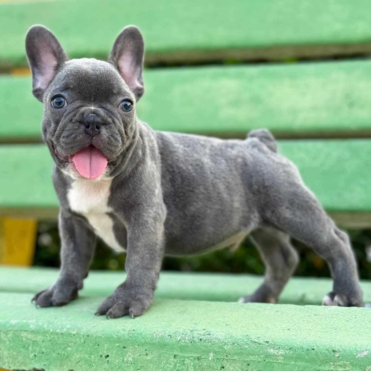 French Bulldog For Sale In Chennai