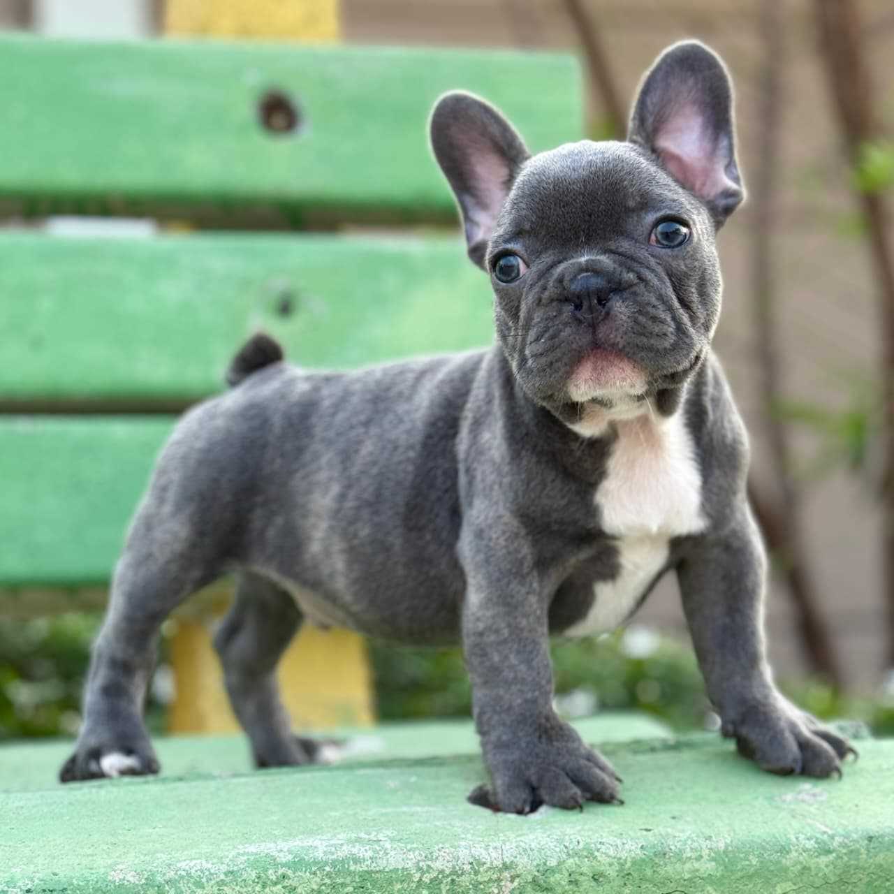 French Bulldog For Sale In Chennai