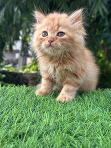 Persian For Sale In Kanpur