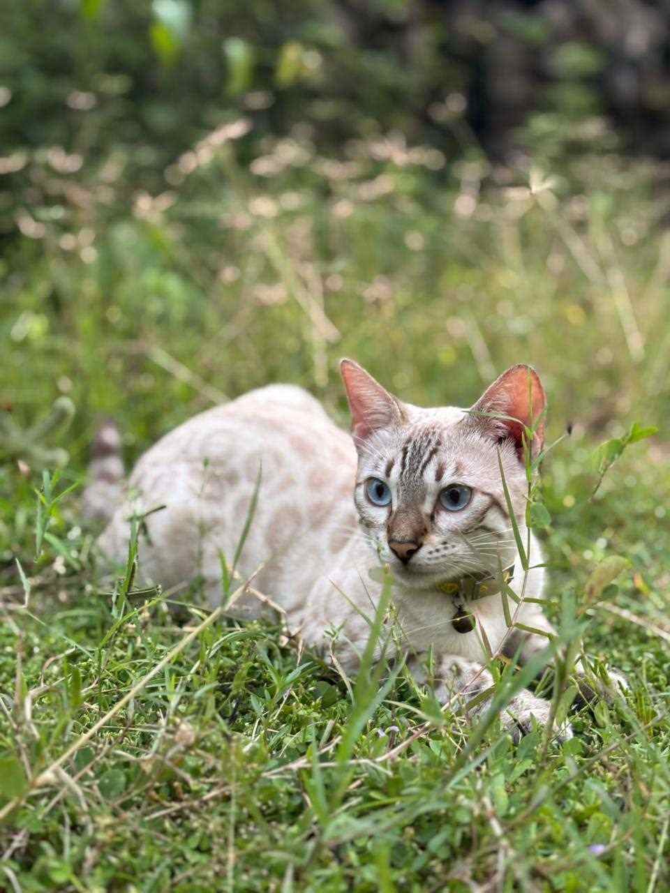 Bengal For Sale In Pune