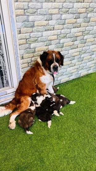 Saint Bernard For Sale In Chennai
