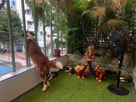 Saint Bernard For Sale In Chennai