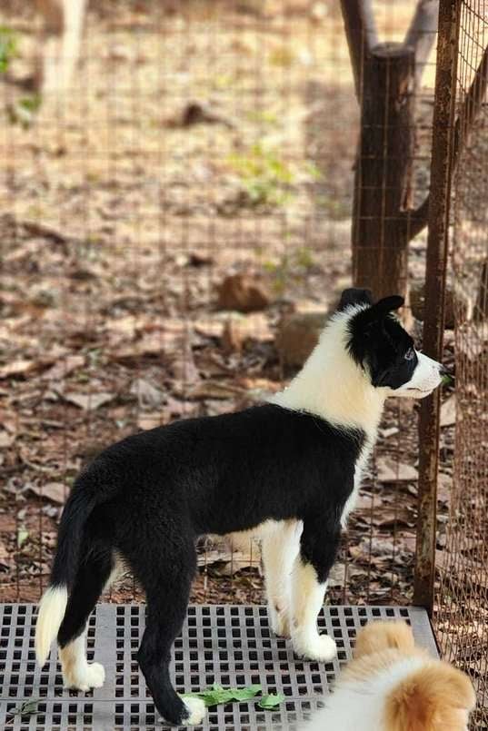 Border Collie For Sale In Jaipur