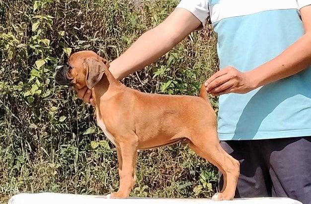 Boxer For Sale In Chennai