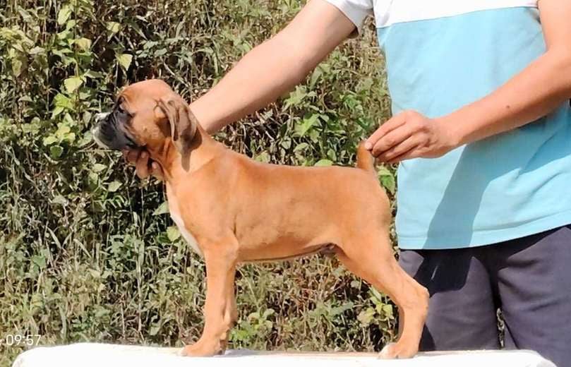 Boxer For Sale In Chennai