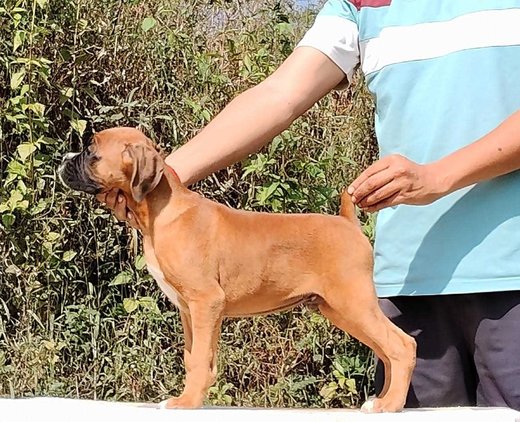 Boxer For Sale In Chennai